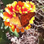 Gulf fritillary butterfly