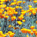 California Poppy