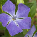 Bigleaf Periwinkle