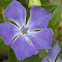 Bigleaf Periwinkle