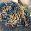 Bladderwrack