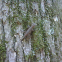 Fence Lizard