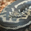 Coastal Carpet Python