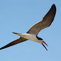 Black Skimmer
