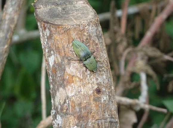 Spotting Image 1