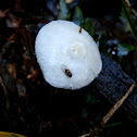 Agaric
