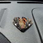 Ilia Underwing