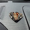 Ilia Underwing