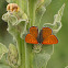 Ruddy Copper