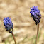 Grape Hyacinth