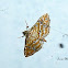 Ommatospila Moth