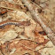 Red back salamander