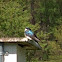 Tree swallow