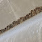 Cliff Swallow nests