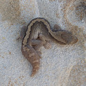 Eastern Stone Gecko