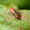 Four-lined plant bug (nymph)