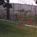 Whitetail Deer