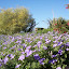 mecss's Frontyard garden