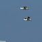 Snow Geese