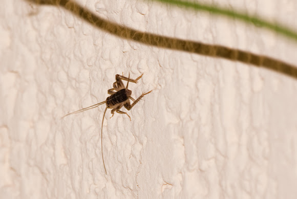 Spotting Image 1