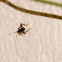 Mediterranean field cricket