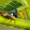 Thorn-mimic or Horned Treehopper