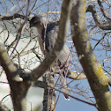 Cooper's Hawk