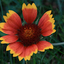 Blanketflower