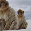 Barbary macaque