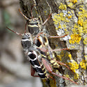 Banded Ash Borer