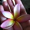 Plumeria Flower