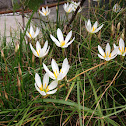 Rain-lily