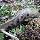 Banana Slug