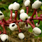 White Baneberry