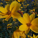 Tickseed sunflower