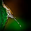 Brown marmorated stink bug