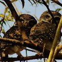 Spotted Owlet