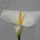 Calla Lily
