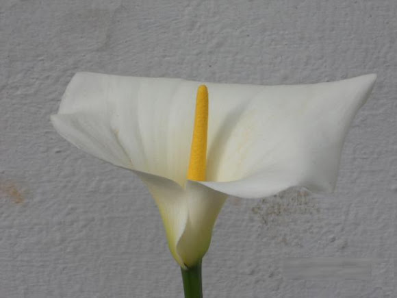 Spotting Image 1