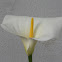 Calla Lily
