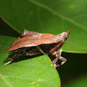 Boxwood leaftier
