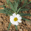 Blackfoot Daisy