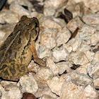 Gulf Coast Toad (female)