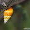 Liguus fasciatus