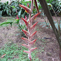 Heliconia vellerigera