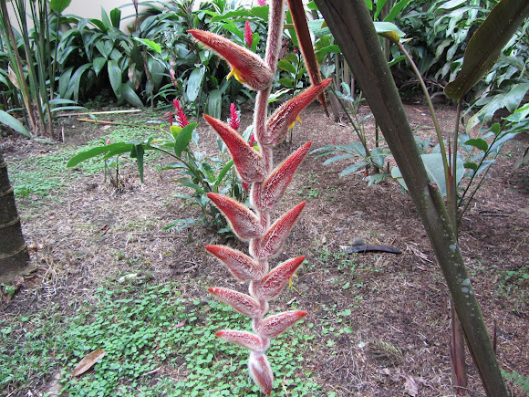 Spotting Image 1