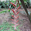 Heliconia vellerigera