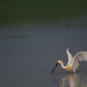 Eurasian Spoonbill