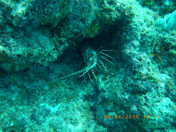 Spotting Image 1