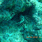 Spiny Lobster